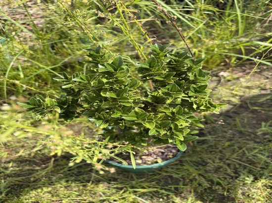 Euonymus Green Spire Shrub