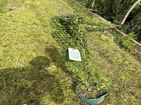 Ilex Sky Pencil Shrub