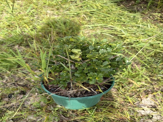 Ilex Crenatea Compacta