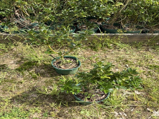 Ilex Blue Maid