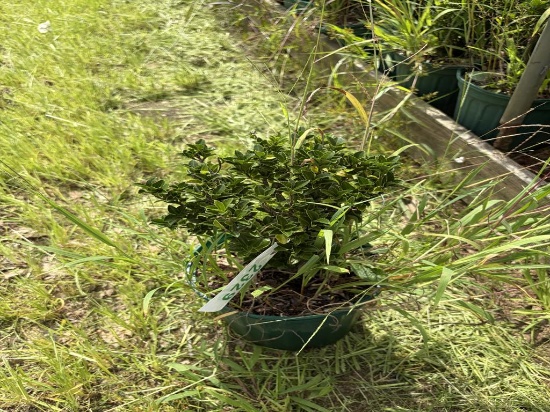 Euonymus Green Spire Shrub