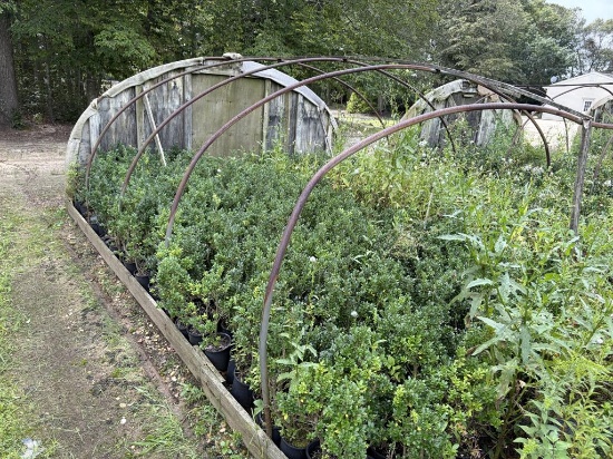 Ilex Microphylla