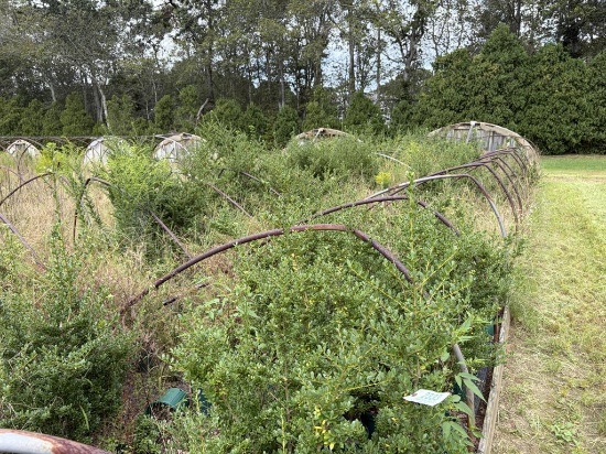 Ilex Microphylla