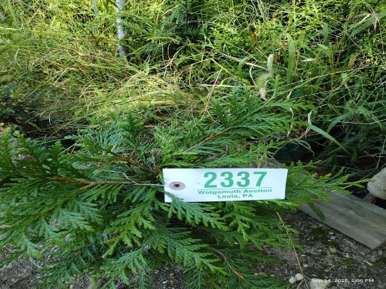 Thuja Green Giant Arborvitae