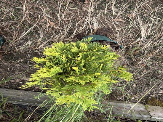 Thuja Yellow Ribbon Arborvitae
