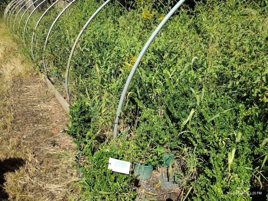 Ilex Microphylla