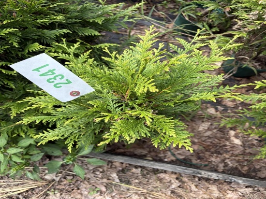 Thuja Green Giant Arborvitae