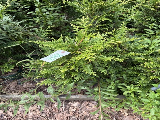 Thuja Green Giant Arborvitae