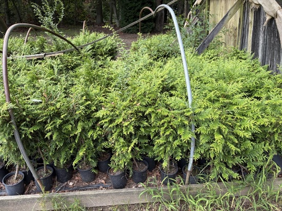 Thuja Green Giant Arborvitae