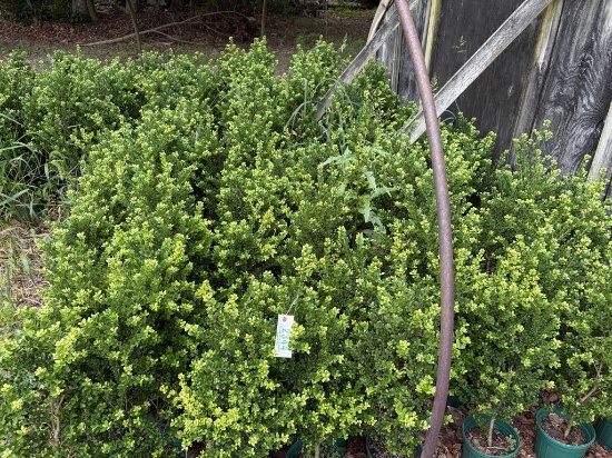 Ilex Microphylla