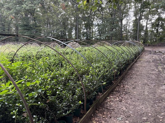 Ilex Blue Princess