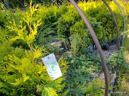 Thuja Yellow Ribbon Arborvitae