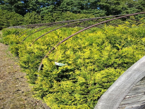 Thuja Yellow Ribbon Arborvitae