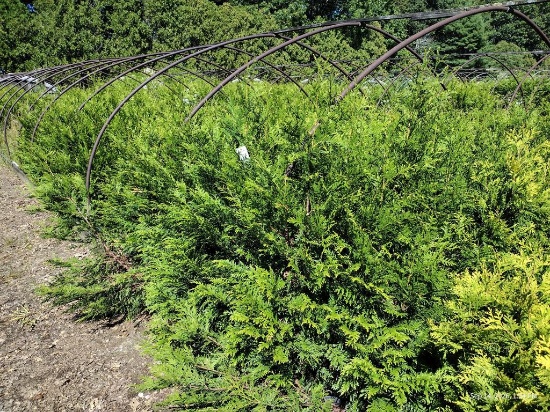 Thuja Green Giant Arborvitae