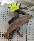 Rainbow Trout Mount w/ drift wood