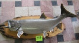 Lake Trout mount