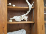 animal bones and fossils