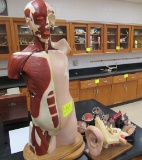 human anatomy models