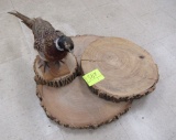 stump cross sections and taxidermy pheasant