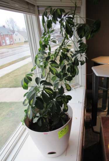 house plant