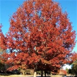 Red Oak Tree