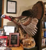 Turkey mount