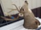 deer head