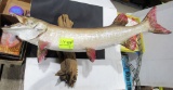 Mounted muskie, Chiante bottle (vintage 1971)-empty