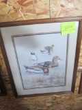 duck picture