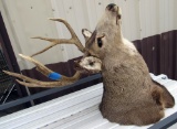 deer head