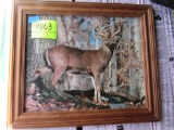 deer picture