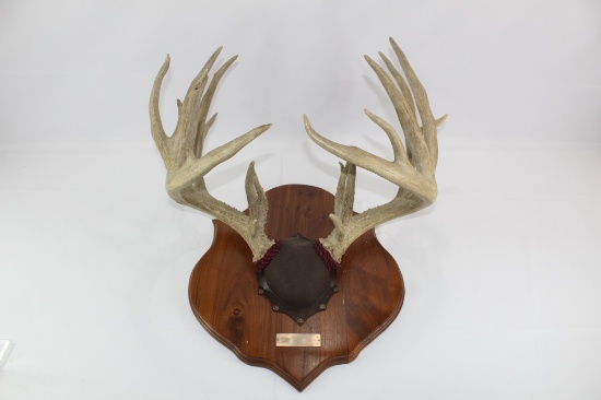 Deer antler (shed)