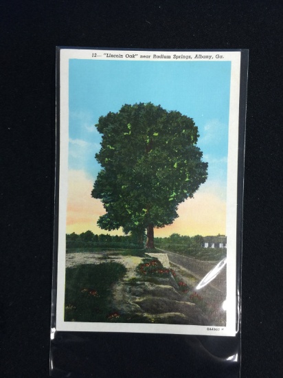 Vintage Unused Postcard - 1930's-20's "Lincoln Oak" near Radium Springs, Albany, Ga.