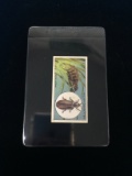 1922 Wills Cigarettes Do You Know Series 1 - Glow-Worms - Tobacco Card