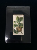 1922 Wills Cigarettes Do You Know Series 1 - The Oak Apple - Tobacco Card