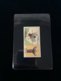1924 Wills Cigarettes Do You Know Series 2 - The Common House Fly - Tobacco Card