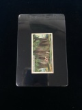 1924 Wills Cigarettes Do You Know Series 2 - The Biggest Tree - Tobacco Card