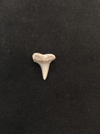 Rare Fossilized Prehistoric Shark Tooth