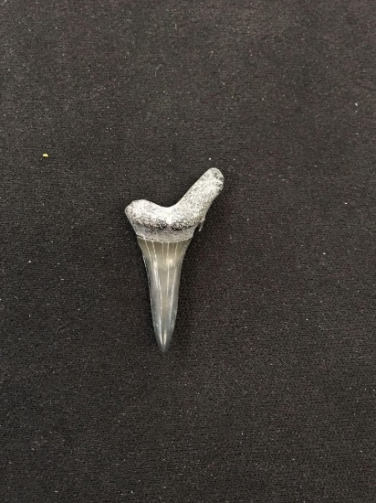 Rare Fossilized Prehistoric Shark Tooth