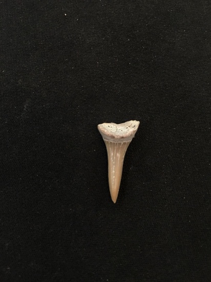 Rare Fossilized Prehistoric Shark Tooth