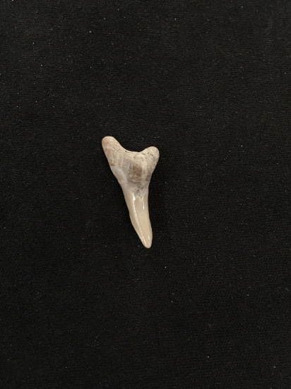 Rare Fossilized Prehistoric Shark Tooth