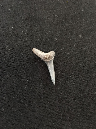 Rare Fossilized Prehistoric Shark Tooth