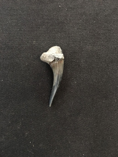 Rare Fossilized Prehistoric Shark Tooth
