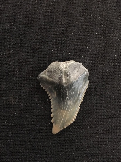 Rare Fossilized Prehistoric Shark Tooth