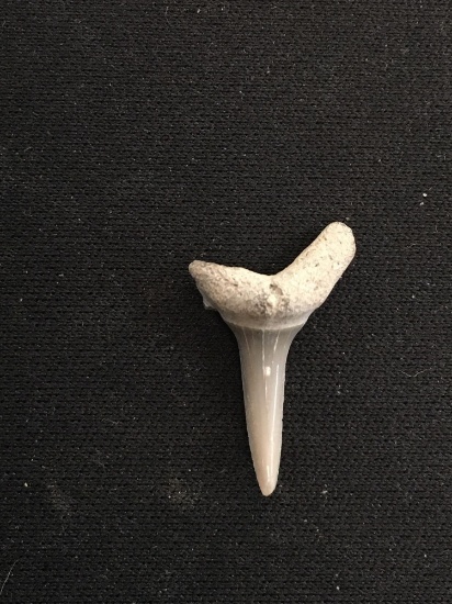 Rare Fossilized Prehistoric Shark Tooth