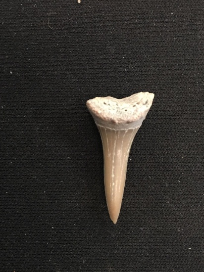 Rare Fossilized Prehistoric Shark Tooth