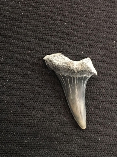 Rare Fossilized Prehistoric Shark Tooth