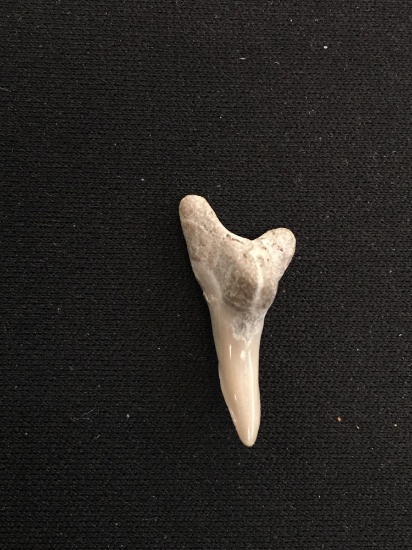 Rare Fossilized Prehistoric Shark Tooth