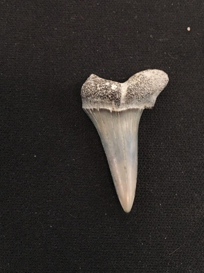 Rare Fossilized Prehistoric Shark Tooth