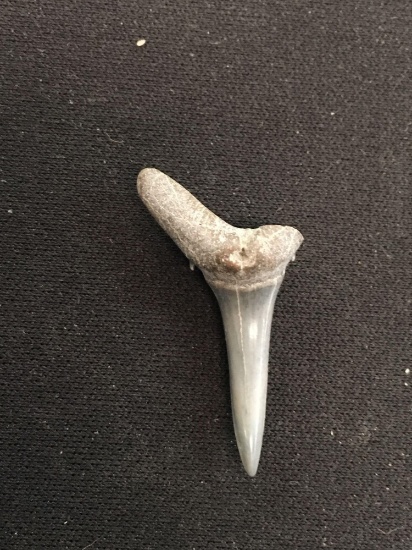 Rare Fossilized Prehistoric Shark Tooth